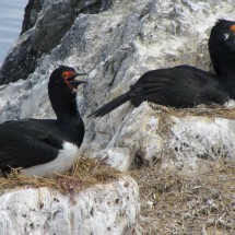 Incubating Cormorants